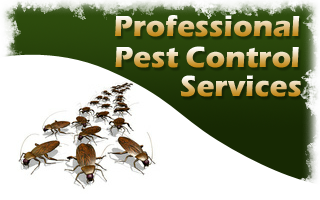 Helpful Ways To Manage A Pest Downside 2